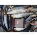 تصدير الأسماك المجمدة BQF Sardines سعر المواد الخام